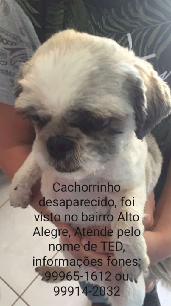 Cachorrinho Ted está desaparecido