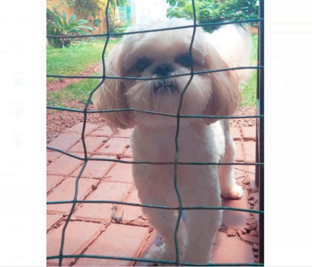 Cachorrinho que atende por ‘Pirulito’ desapareceu entre o São Cristóvão e a Região do Lago