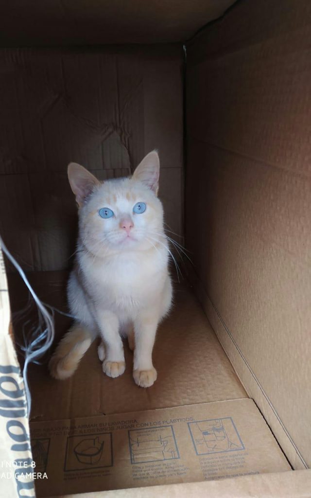 Gatinho Boris está desaparecido no Lago Azul
