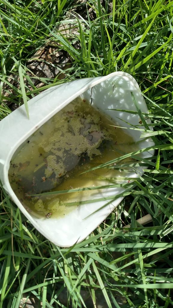 Morador denuncia criadouro de mosquitos em terreno com mato alto no Pioneiros Catarinenses