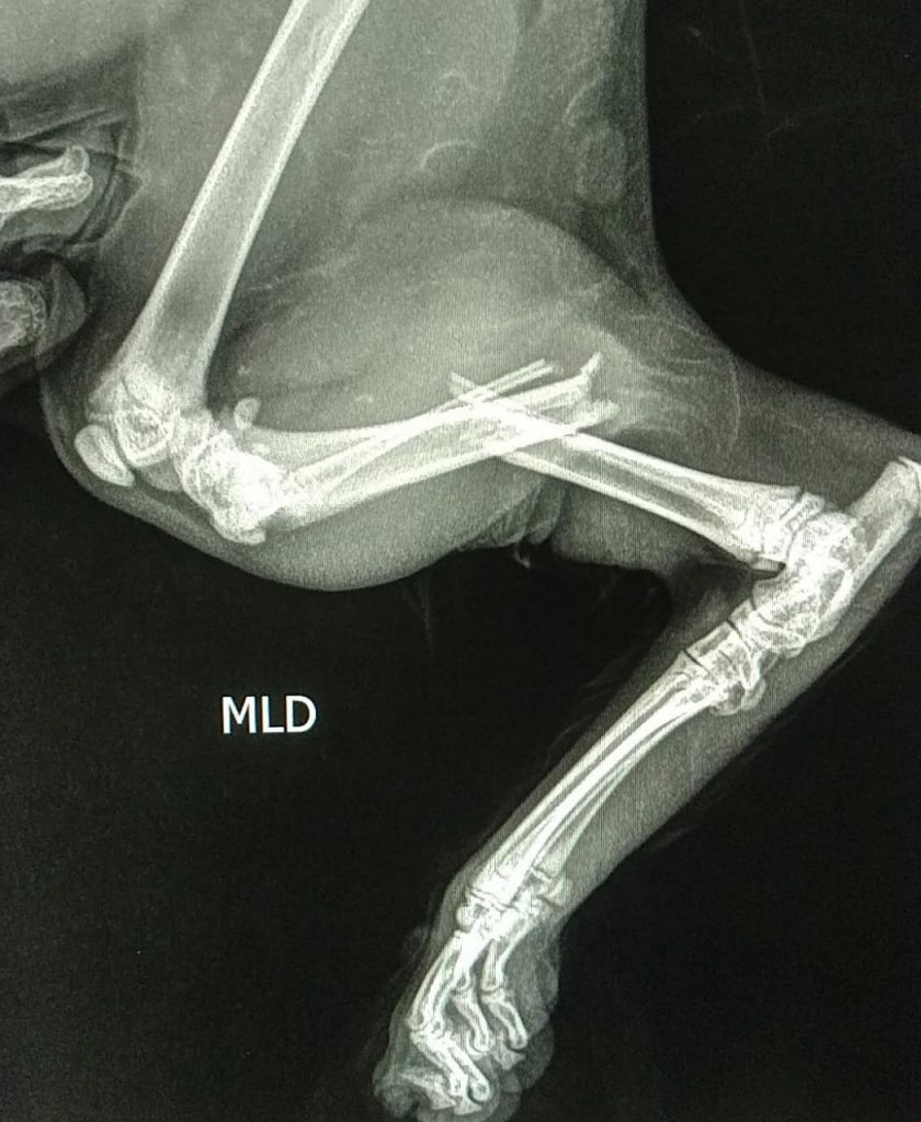 Moradora do São Cristóvão pede ajuda para custear cirurgia em gato com fratura na perna