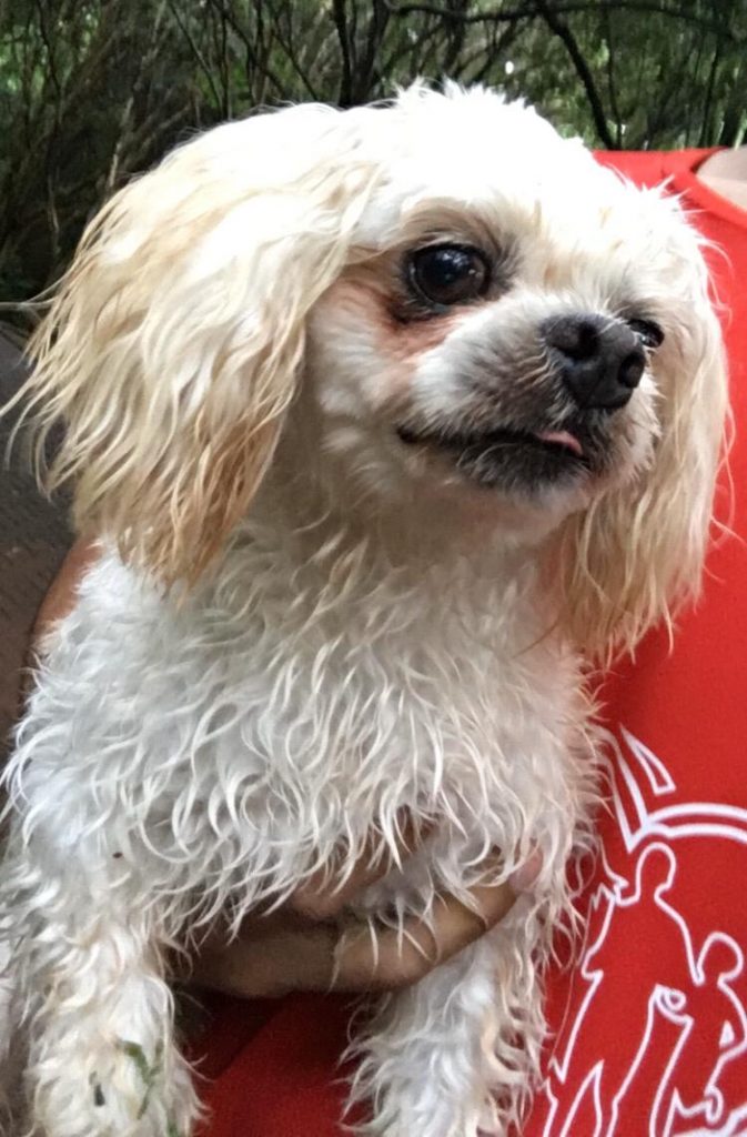 Internauta encontra cãozinho que estava perdido no Parque Vitória e procura pelo dono