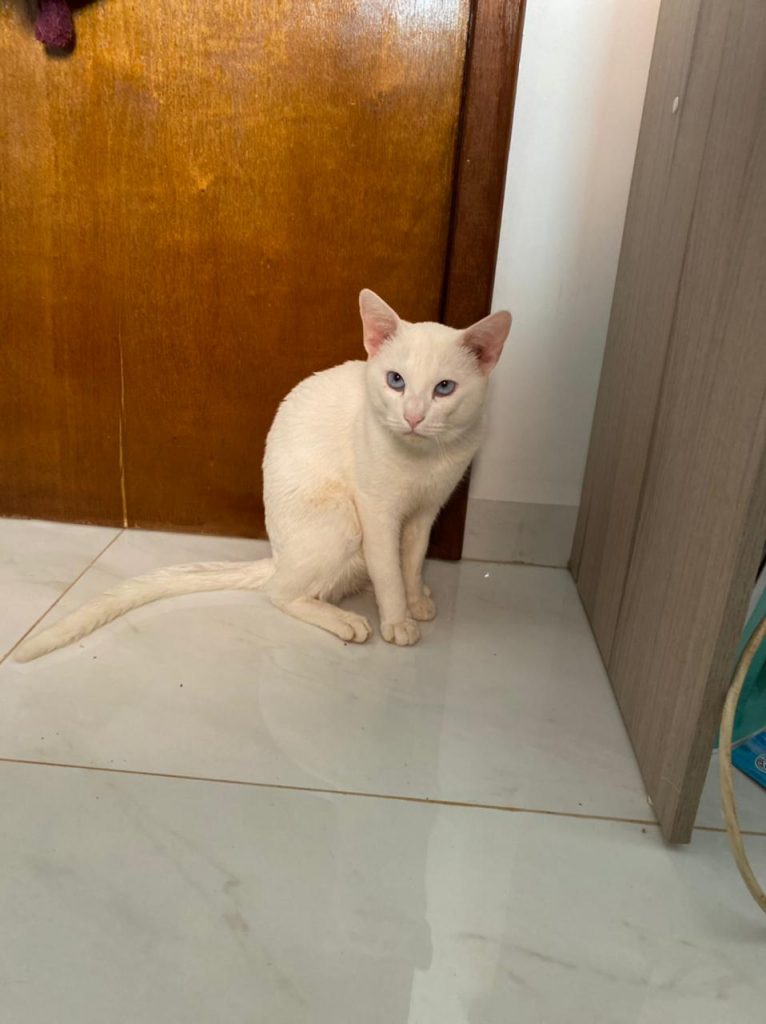 Gato está perdido no Pioneiros Catarinenses