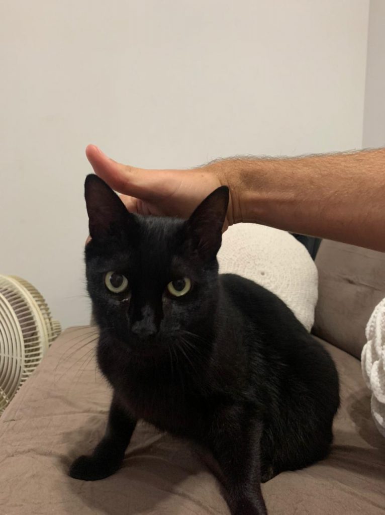 Gato ‘aparece’ em residência e moradora deseja fazer a devolução do animal ao tutor