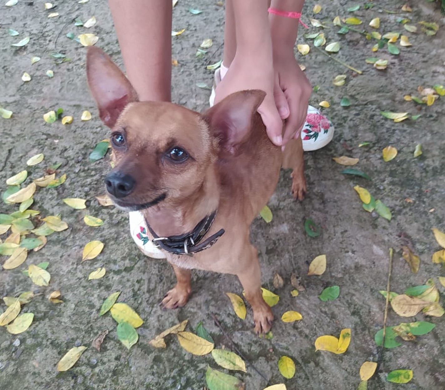 Cadelinha foi encontrada no Bairro Santa Felicidade Imagem referente a Cadelinha foi encontrada no Bairro Santa Felicidade