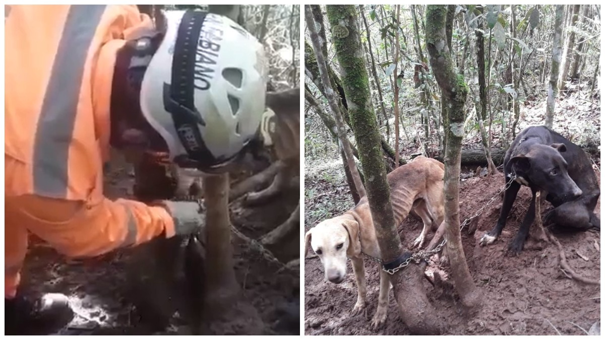 Cachorros são acorrentados em árvore e abandonados em Poços de Caldas Imagem referente a Cachorros são acorrentados em árvore e abandonados em Poços de Caldas