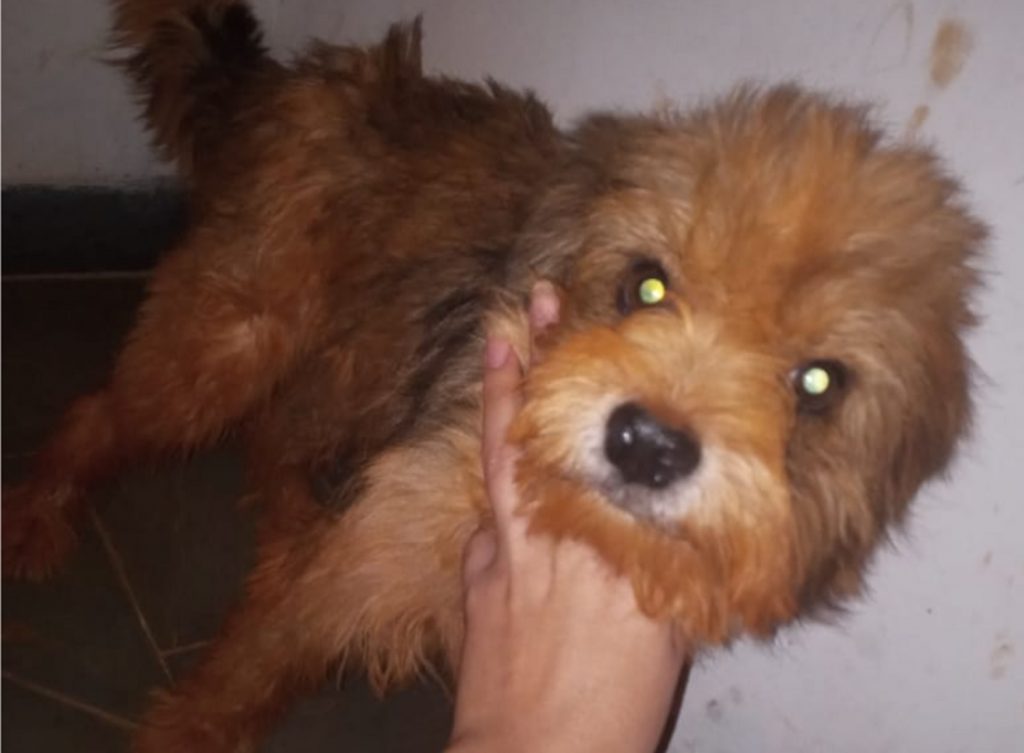 Cachorrinho foi encontrado no Bairro Pioneiros Catarinenses