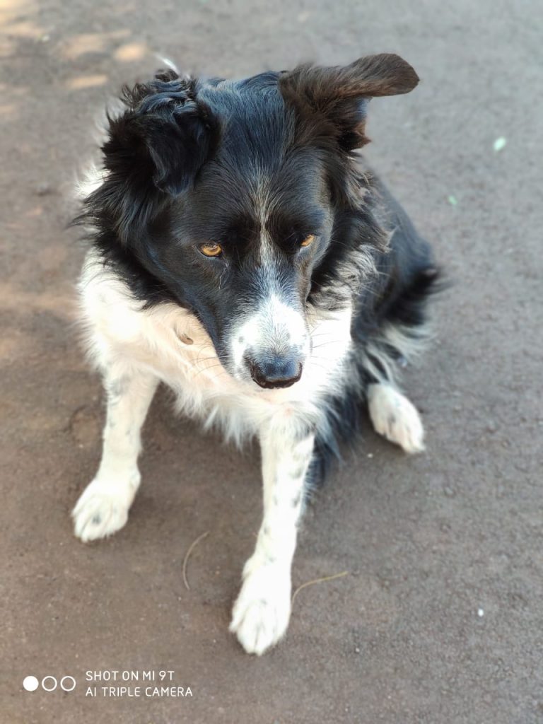 Cadela da raça border collie está desaparecida na região do Santa Felicidade