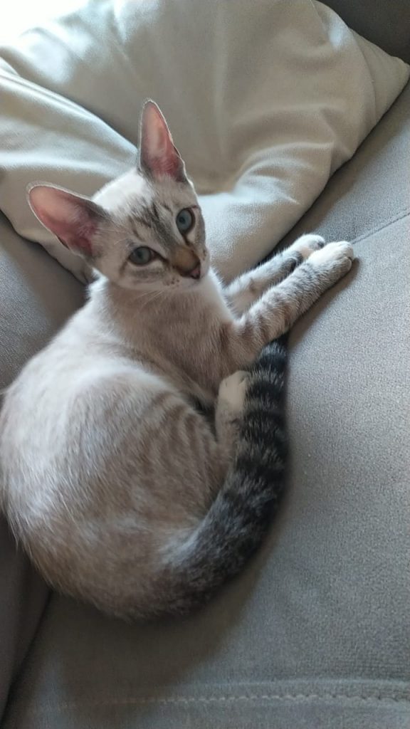 Gata ‘Luna’ está desaparecida na região do Angra dos Reis, perto da Univel; é oferecida recompensa