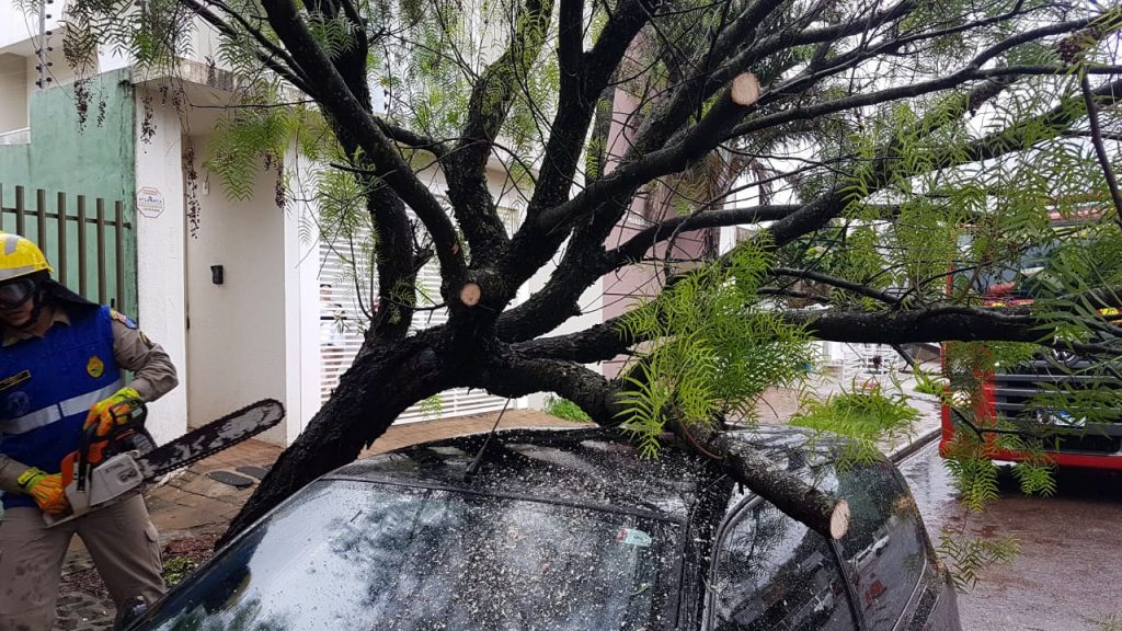 Árvore cai sobre Renault Clio na Rua Marechal Floriano, no Bairro Neva