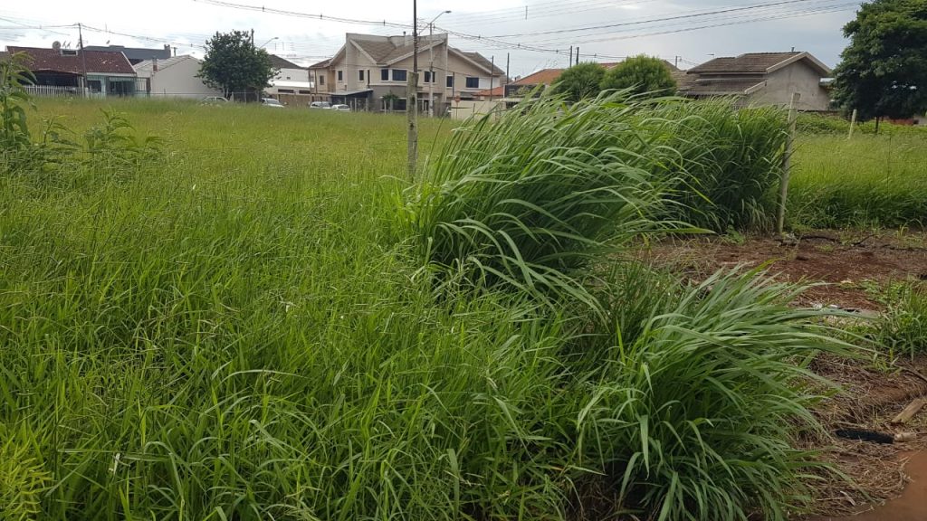 Vegetação alta em terreno no Bairro Santa Felicidade causa transtorno a moradores vizinhos