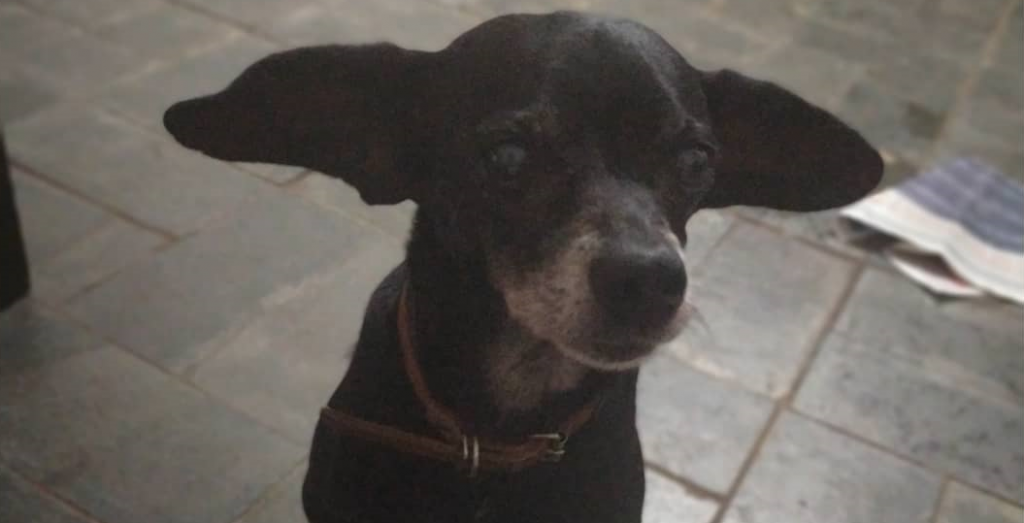 Cachorrinha ‘Pitica’, que está sem faro, sem visão e com dificuldade para audição, está desaparecida no Bairro Siena