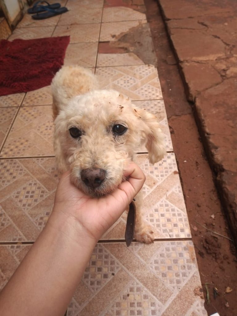 Moradora do Santos Dumont encontra cachorrinho e deseja devolvê-lo ao dono