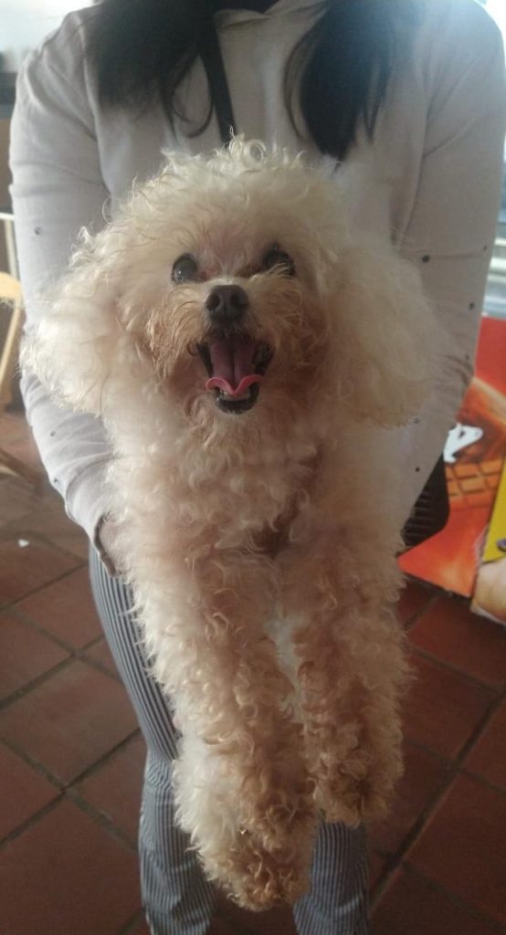 Internauta procura dono dessa cachorrinha localizada no Parque São Paulo