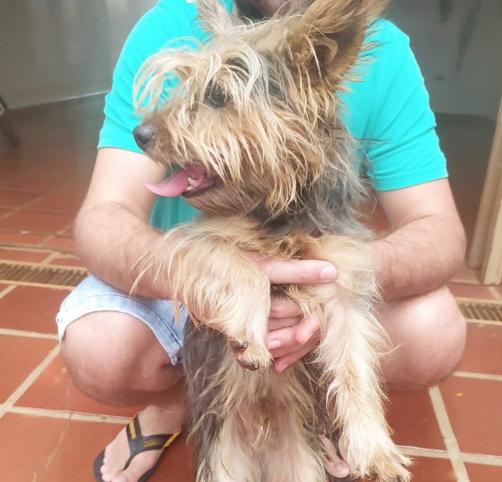 Internauta localiza cachorrinho perdido na Av. Tancredo Neves e procura pelo dono