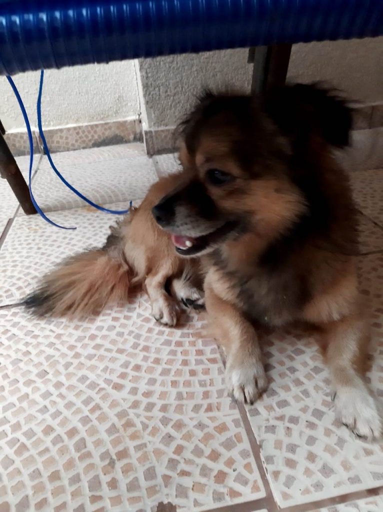 Cachorro foi encontrado em Cascavel