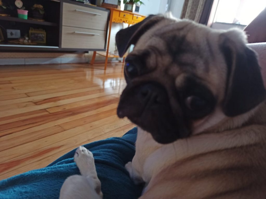 Cachorrinha ‘Malu’ está desaparecida e donos oferecem recompensa a quem devolvê-la