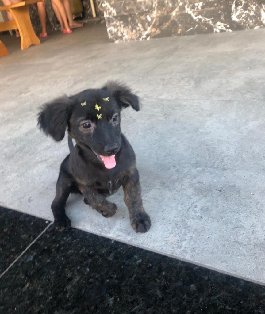 Cachorrinha de estimação está desaparecida na região do Pioneiros Catarinenses