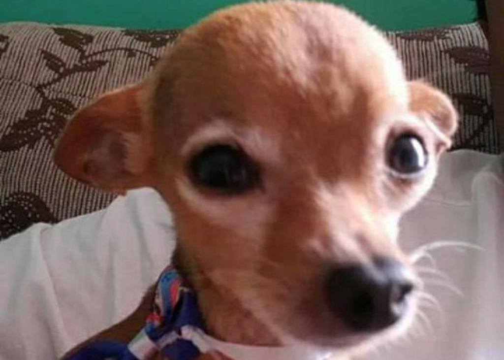 Oferecida recompensa a quem encontrar e devolver cachorrinho que está desaparecido