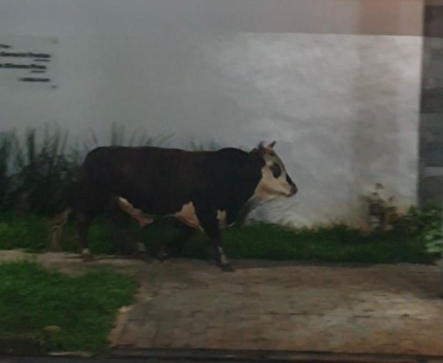 Boi escapa de fazenda e vai dar um passeio em Umuarama Imagem referente a Boi escapa de fazenda e vai dar um passeio em Umuarama