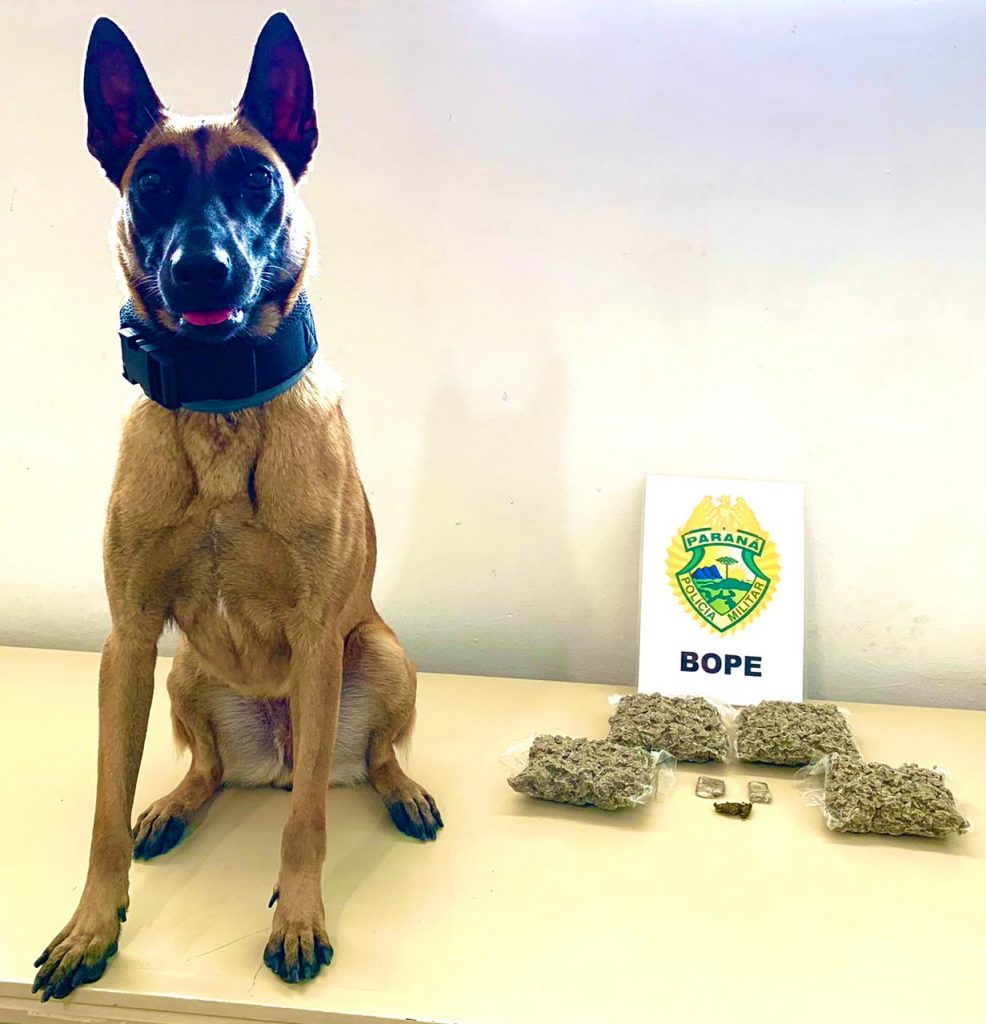 Cão de faro do Bope localiza mais de um quilo de maconha durante abordagem na Rodoferroviária