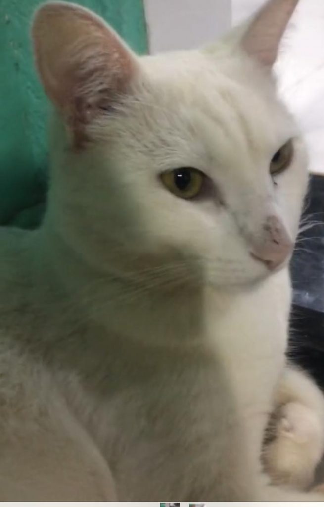Gato de estimação está desaparecido e moradora do Universitário pede ajuda para encontrá-lo