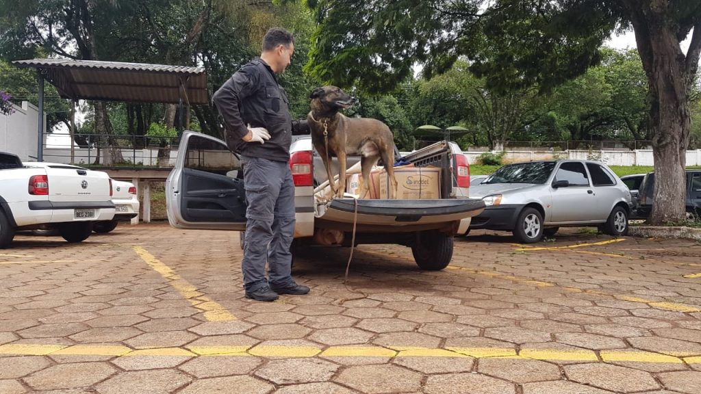 Cão farejador da Denarc faz buscas em Saveiro recuperada após assalto na BR-467