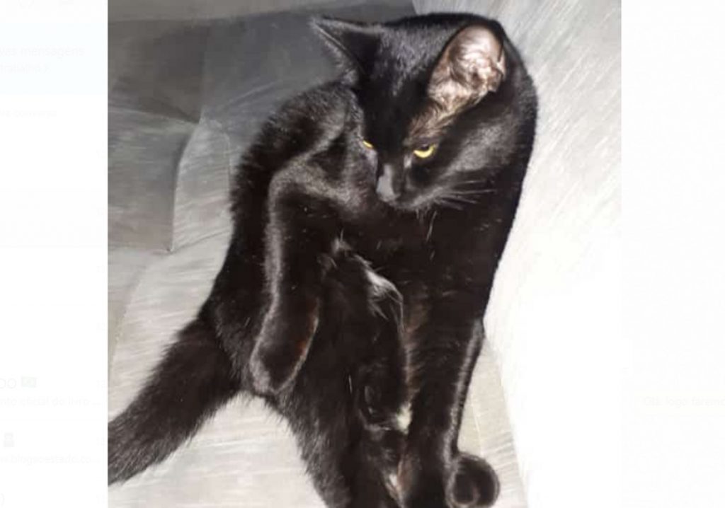 Gato que atende por ‘Marvin’ sumiu na região central
