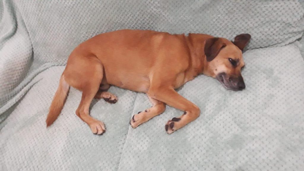 Cachorrinho de estimação é encontrado na Rua Erechim; moradora quer devolvê-lo ao dono