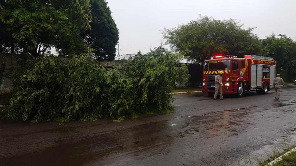 Galho de árvore é arrancado com a força do vento e deixa via parcialmente interditada Galho de árvore é arrancado com a força do vento e deixa via parcialmente interditada