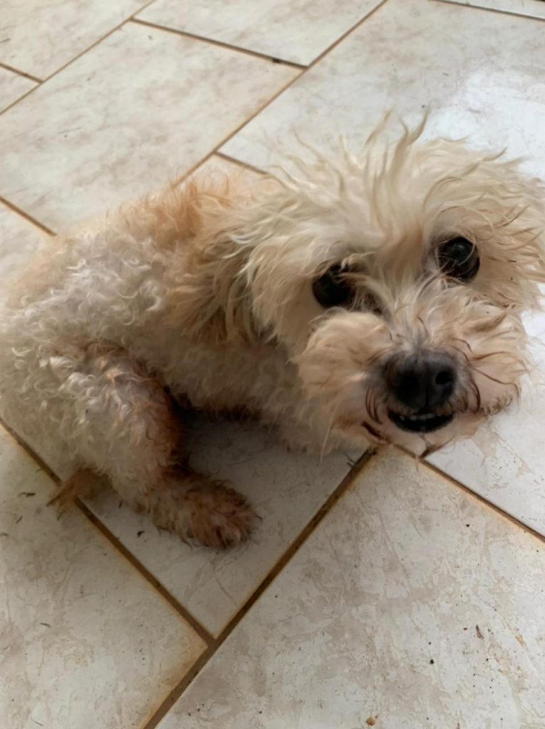 Cachorrinha é encontrada no Claudete Cachorrinha é encontrada no Claudete