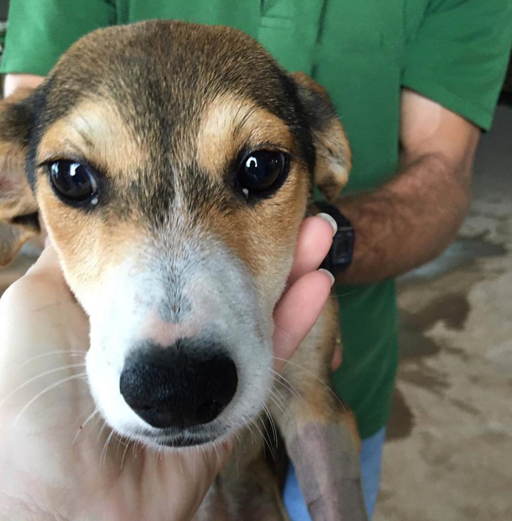 Cachorrinha encontrada na área rural precisa de um lar Cachorrinha encontrada na área rural precisa de um lar