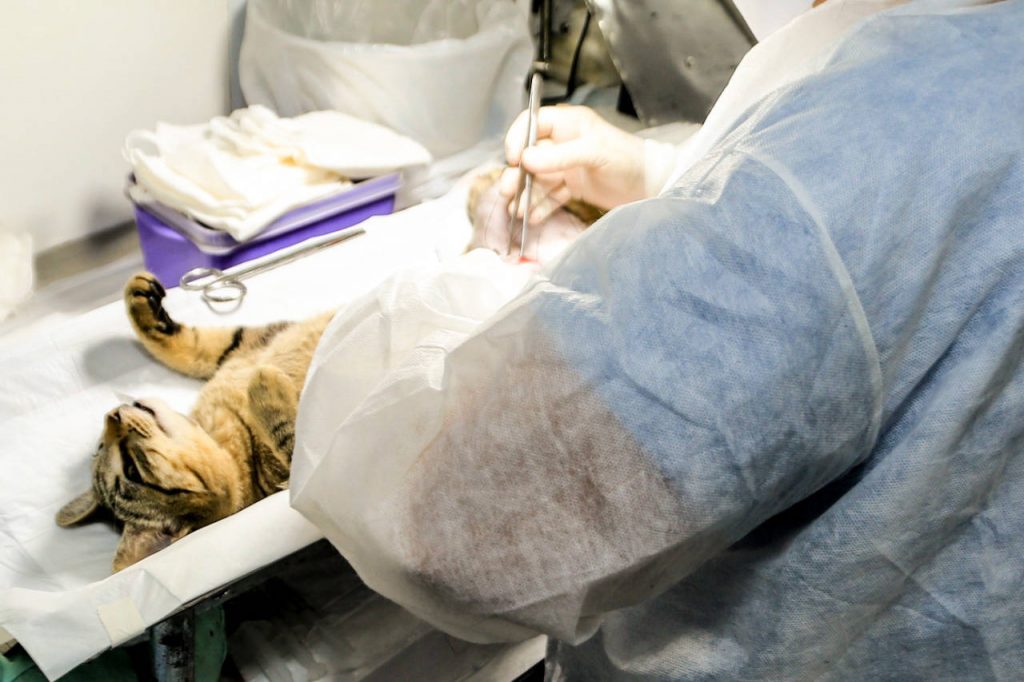Programa estadual esteriliza 166 animais domésticos de Capanema Programa estadual esteriliza 166 animais domésticos de Capanema