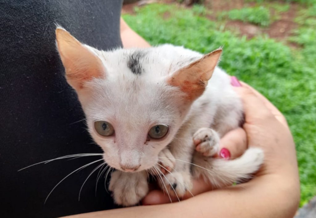 Gato foi encontrado na região do Bairro Coqueiral Gato foi encontrado na região do Bairro Coqueiral