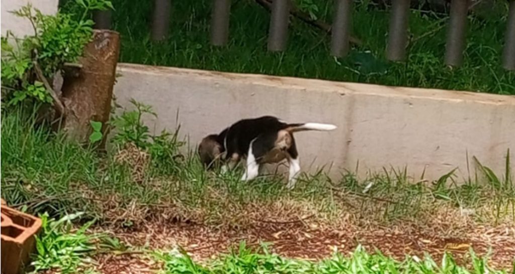 Internauta pede ajuda para localizar cachorrinha da raça Beagle que sumiu no Coqueiral Internauta pede ajuda para localizar cachorrinha da raça Beagle que sumiu no Coqueiral