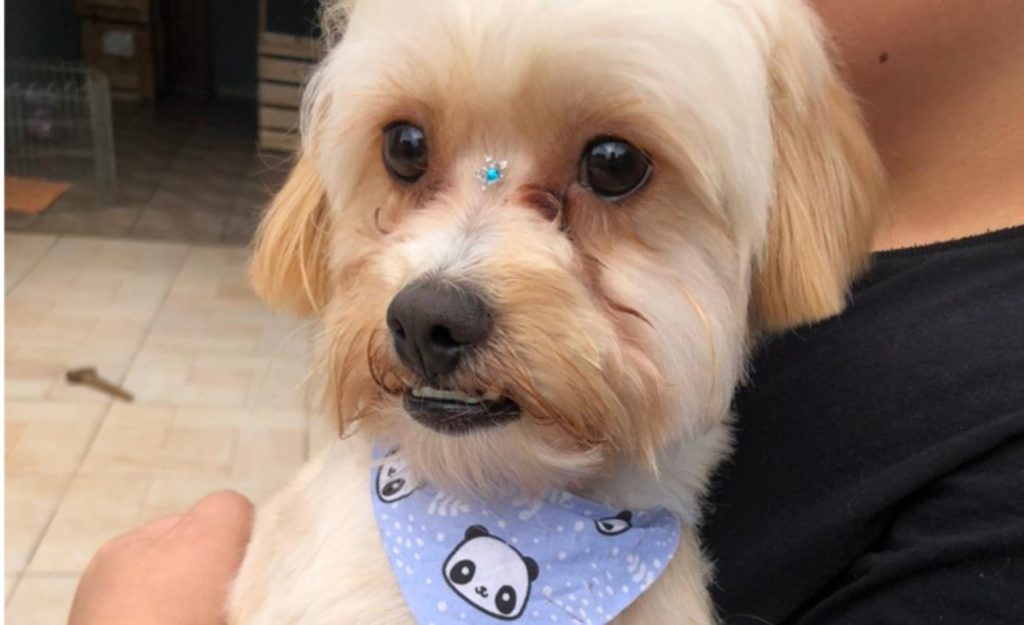 Cachorrinho foi encontrado no Jardim Padovani Cachorrinho foi encontrado no Jardim Padovani