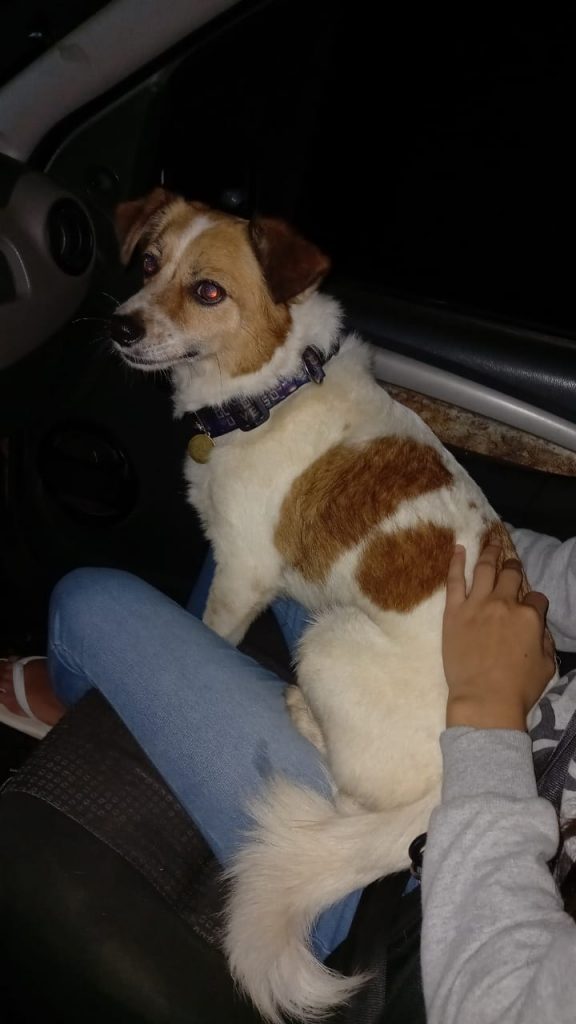 Cachorro é encontrado na Avenida Brasil Cachorro é encontrado na Avenida Brasil