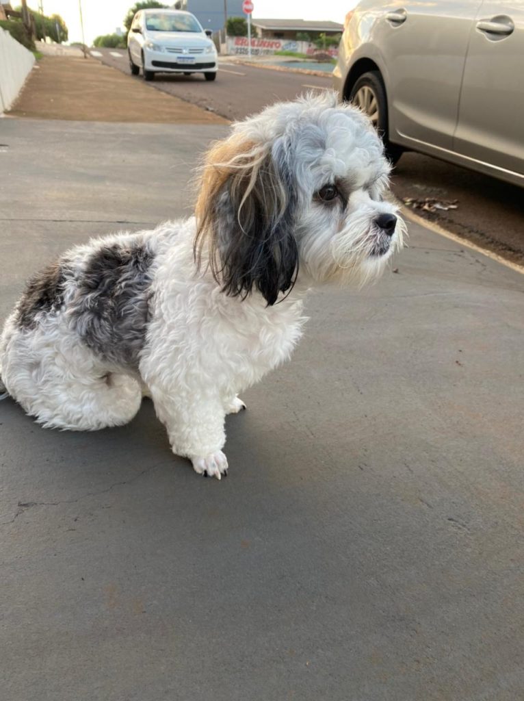 Internauta localiza cachorrinha perdida no Ecopark Oeste