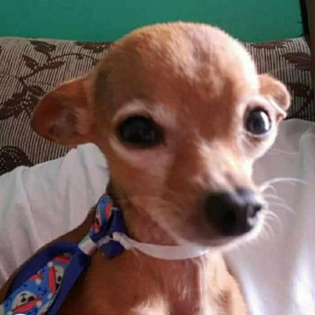 Mulher paga recompensa quem localizar cão que sumiu