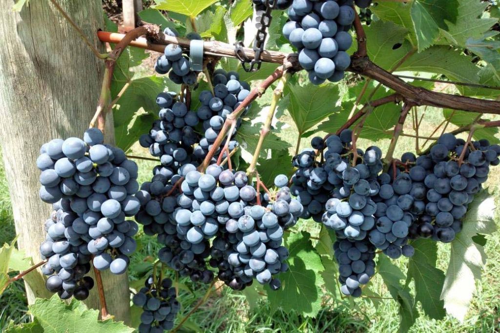 IDR-Paraná lança manual atualizado para produção de uvas IDR-Paraná lança manual atualizado para produção de uvas