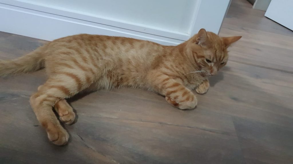 Gato desapareceu na região do Bairro Tropical