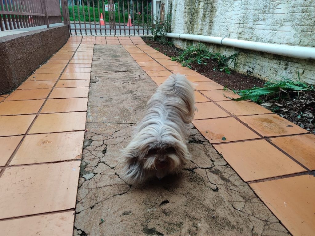 Cachorro é encontrado no Tropical Cachorro é encontrado no Tropical