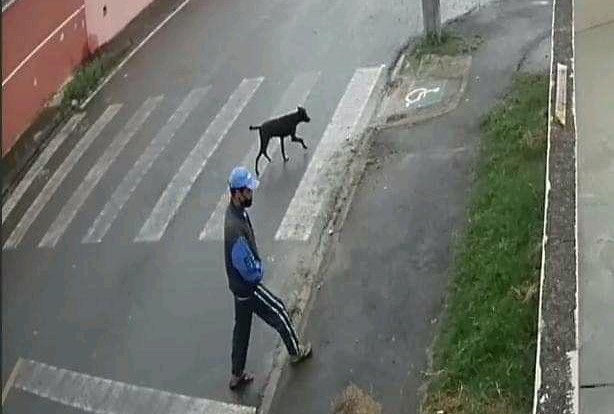 Imagem referente a Zoofilia: Vídeo mostra homem abusando sexualmente de cão em Piraquara