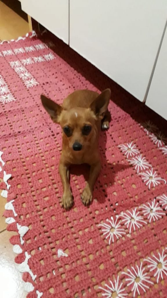 Cachorrinho ‘Tobi’ está desaparecido na região do Jardim Colmeia