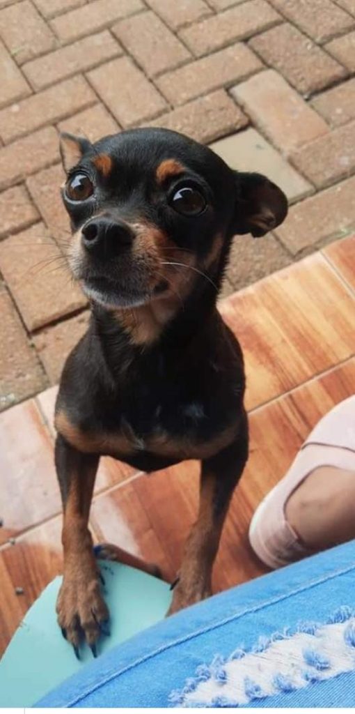 Cachorrinha ‘Neguinha’ está desaparecida na região do Bairro Periolo