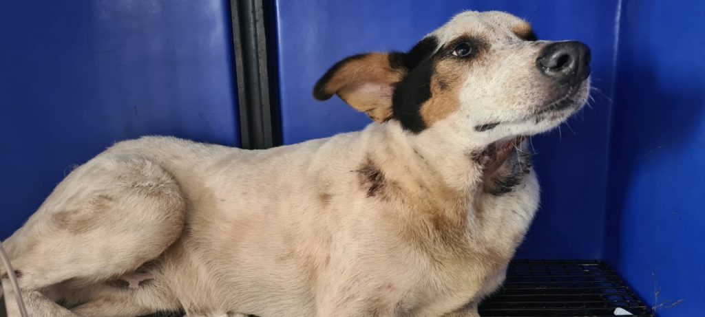 Morador resgata cachorrinho que foi atropelado e precisa de ajuda para custear gastos em clínica