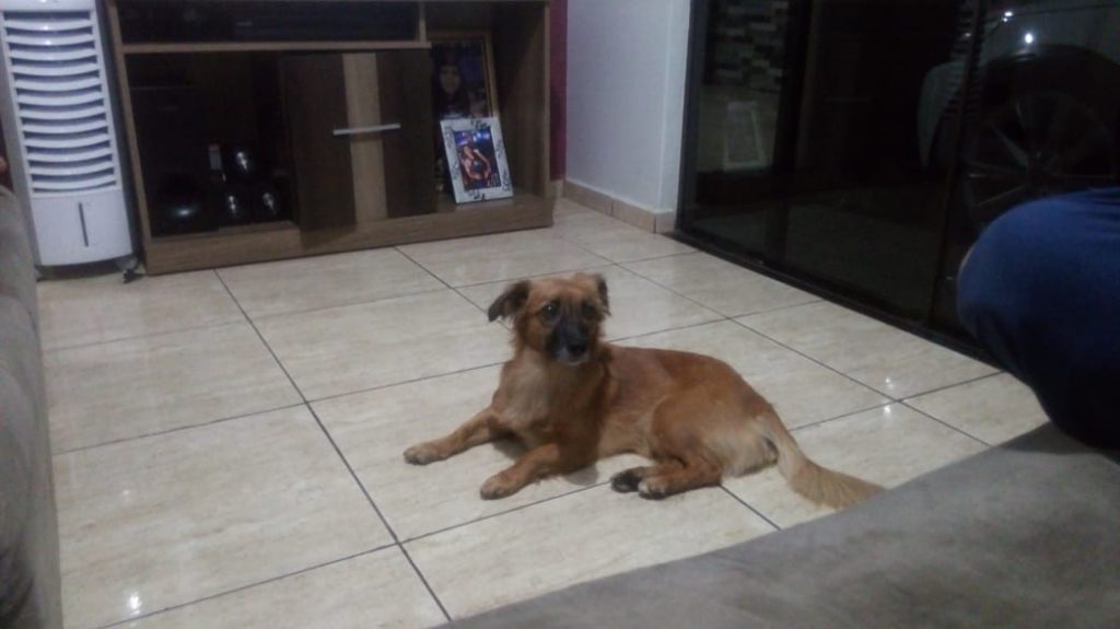Cachorrinha ‘Sasha’ está desaparecida na região dos bairros Brasília e Consolata