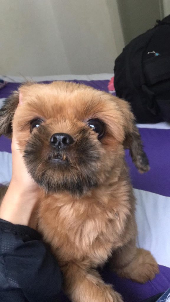 Cachorrinha ‘Zara’ está desaparecida e moradora do Pioneiros Catarinenses pede ajuda para encontrá-la