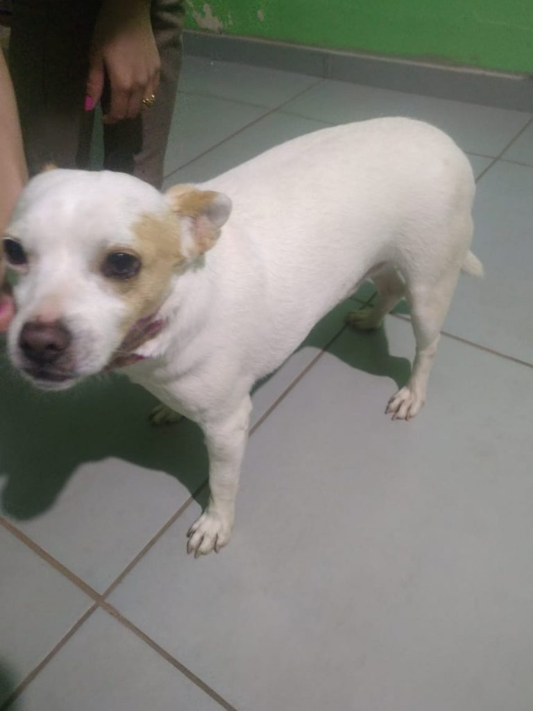 Cachorrinho é encontrado e acolhido no Cidade Verde; moradora quer devolvê-lo ao tutor