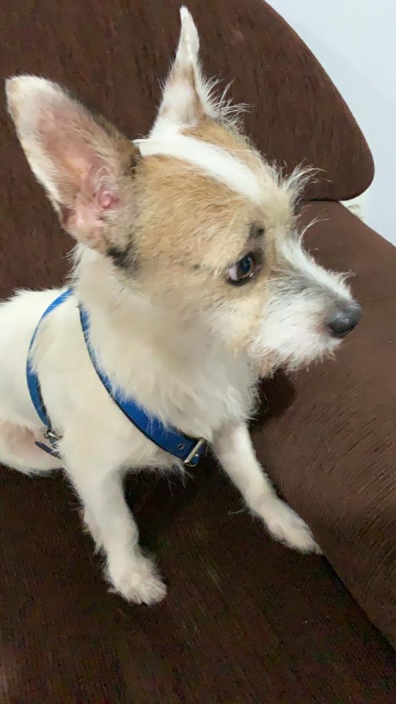 Cachorrinho é encontrado na Região do Lago; morador procura o tutor do animal